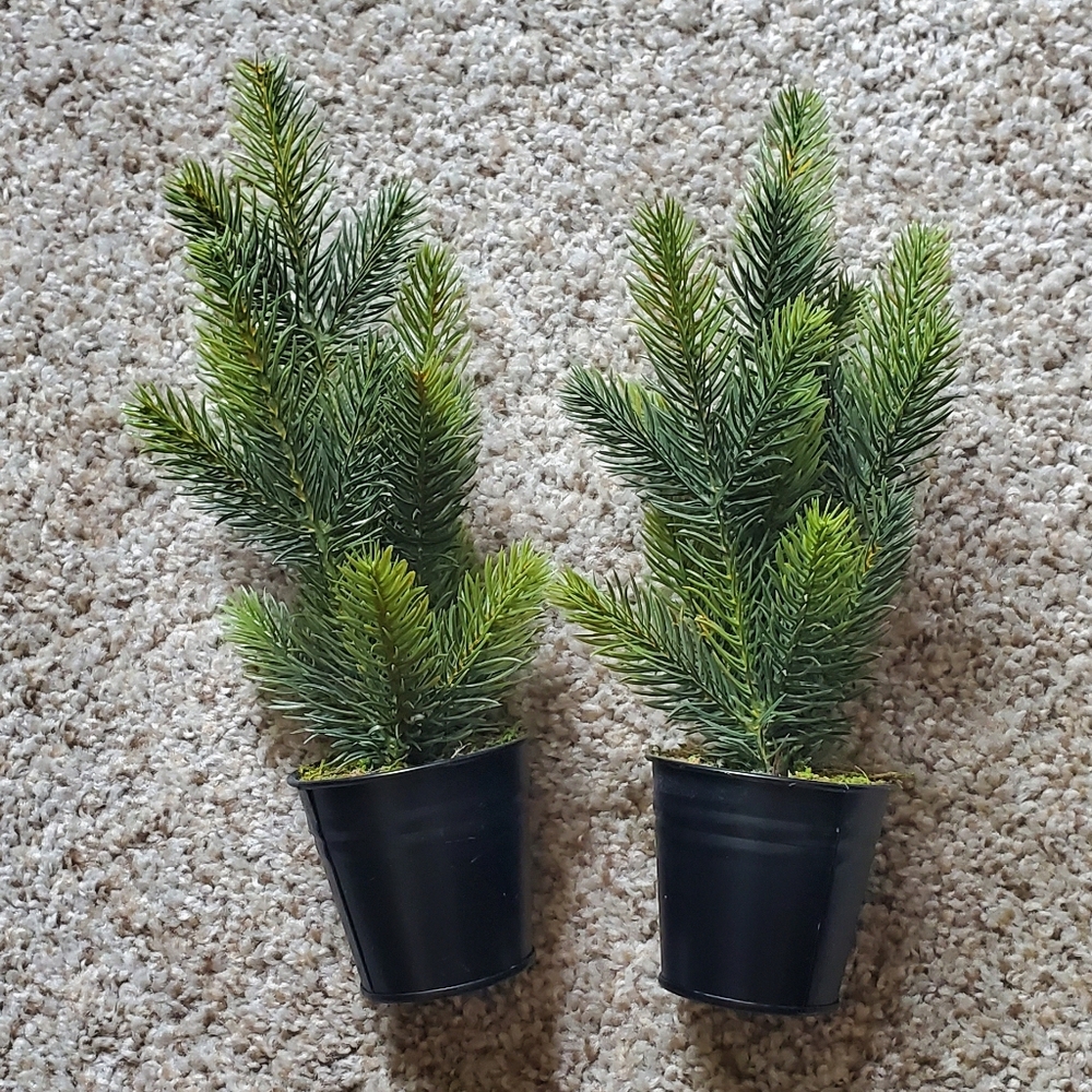 Target Green Artificial Mini Pine Plant Duo in Black Pots